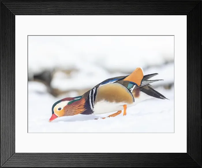 Framed Print : Male Mandarin duck (Aix galericulata) in winter Framed Print : Male Mandarin duck (Aix galericulata) in winter