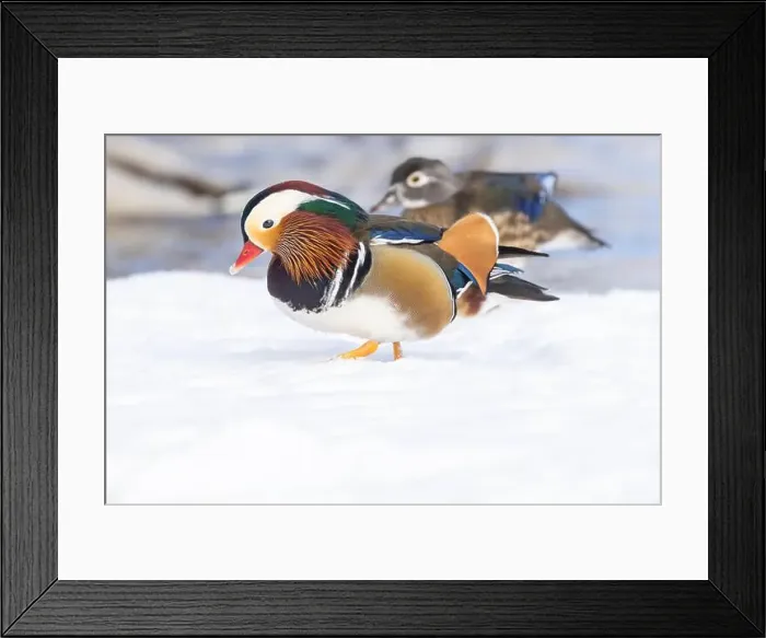 Framed Print : Pair Mandarin duck (Aix galericulata) in winter Framed Print : Pair Mandarin duck (Aix galericulata) in winter