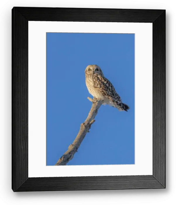 Framed Print : Short-eared owl perched in a tree hunting over a snow covered field in Canada Framed Print : Short-eared owl perched in a tree hunting over a snow covered field in Canada