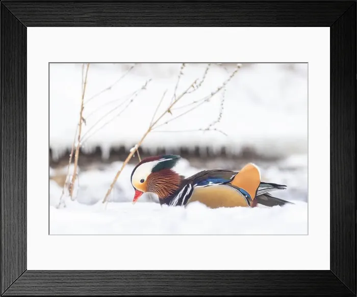 Framed Print : Male Mandarin duck (Aix galericulata) in winter Framed Print : Male Mandarin duck (Aix galericulata) in winter