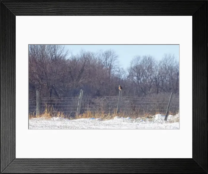 Framed Print : Short-eared owl perched on a fence post hunting over a snow covered field in Canada Framed Print : Short-eared owl perched on a fence post hunting over a snow covered field in Canada