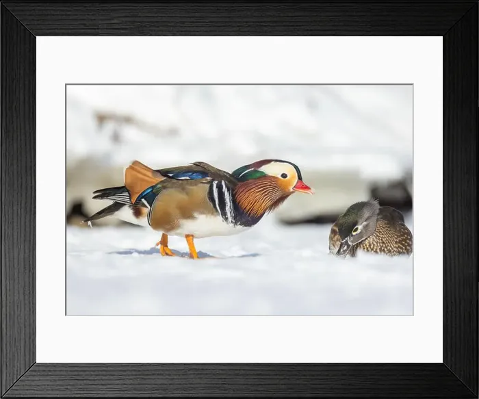 Framed Print : Pair Mandarin duck (Aix galericulata) in winter Framed Print : Pair Mandarin duck (Aix galericulata) in winter