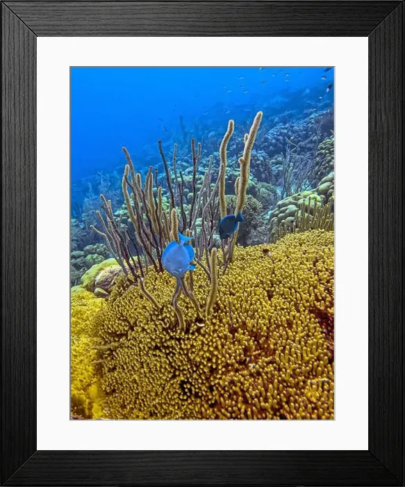 Framed Print : Caribbean coral reef off the coast underwater in Bonaire Framed Print : Caribbean coral reef off the coast underwater in Bonaire
