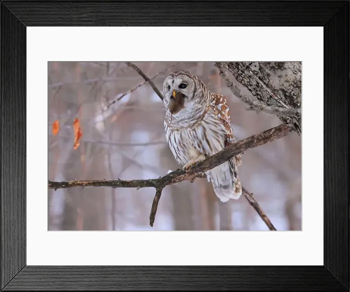 Framed Print : Barred Owl standing on a tree branch in the forest holding and eating his prey, Quebec, Canada Framed Print : Barred Owl standing on a tree branch in the forest holding and eating his prey, Quebec, Canada
