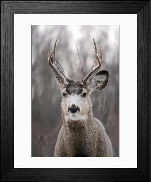 Framed Print : Prairie Deer Saskatchewan Canada rural countryside scenic Framed Print : Prairie Deer Saskatchewan Canada rural countryside scenic
