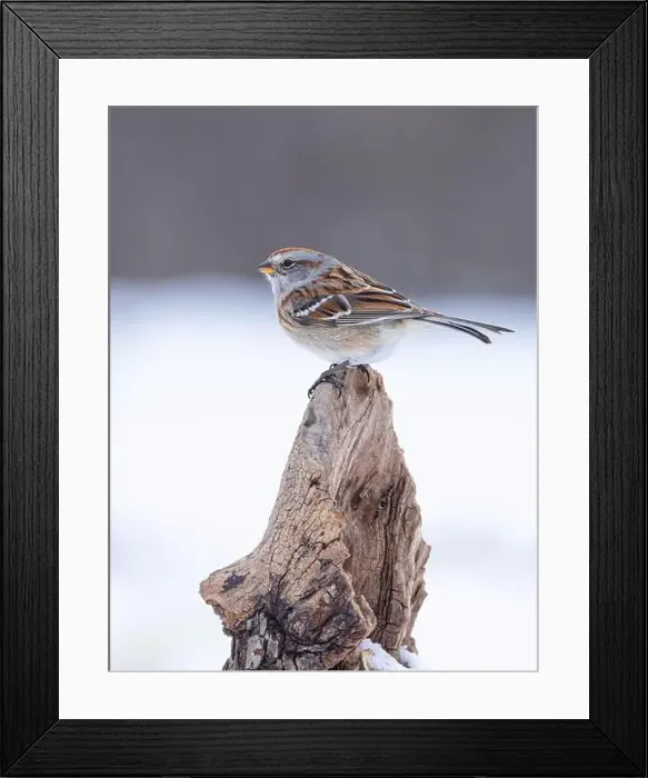 Framed Print : A beautiful American tree Sparrow perched on a branch in winter in Canada Framed Print : A beautiful American tree Sparrow perched on a branch in winter in Canada
