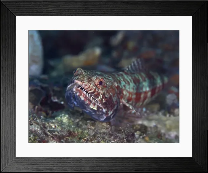 Framed Print : Reef lizardfish (Synodus variegatus) with open mouth and colourful scales lurking on the seabed Framed Print : Reef lizardfish (Synodus variegatus) with open mouth and colourful scales lurking on the seabed