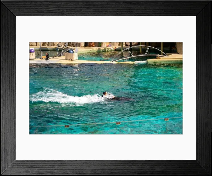Framed Print : Antibes, France - 18.09.2024: Dolphin show at Marineland Framed Print : Antibes, France - 18.09.2024: Dolphin show at Marineland
