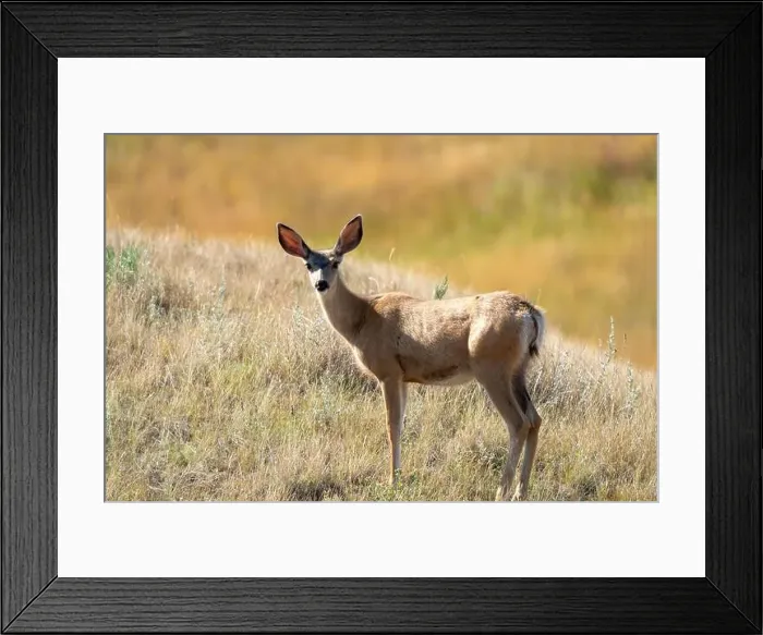 Framed Print : Prairie Deer Saskatchewan Canada rural countryside scenic Framed Print : Prairie Deer Saskatchewan Canada rural countryside scenic