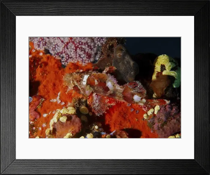 Framed Print : A well camouflaged Papuan scorpionfish (Scorpaenopsis papuensis) on colourful and textured sea sponges Framed Print : A well camouflaged Papuan scorpionfish (Scorpaenopsis papuensis) on colourful and textured sea sponges