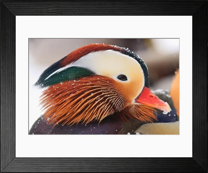 Framed Print : Mandarin duck portrait in winter, Quebec, Canada