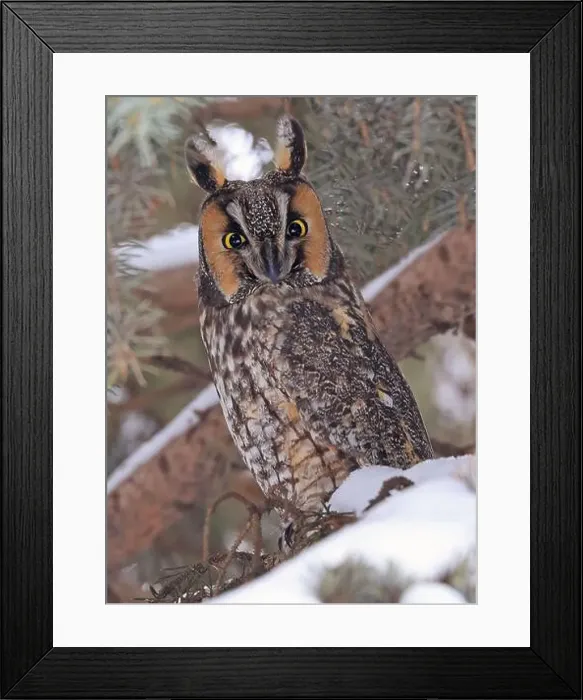 Framed Print : Portrait of a Long-eared owl in a fir tree surrounded by branches and snow, Quebec, Canada Framed Print : Portrait of a Long-eared owl in a fir tree surrounded by branches and snow, Quebec, Canada