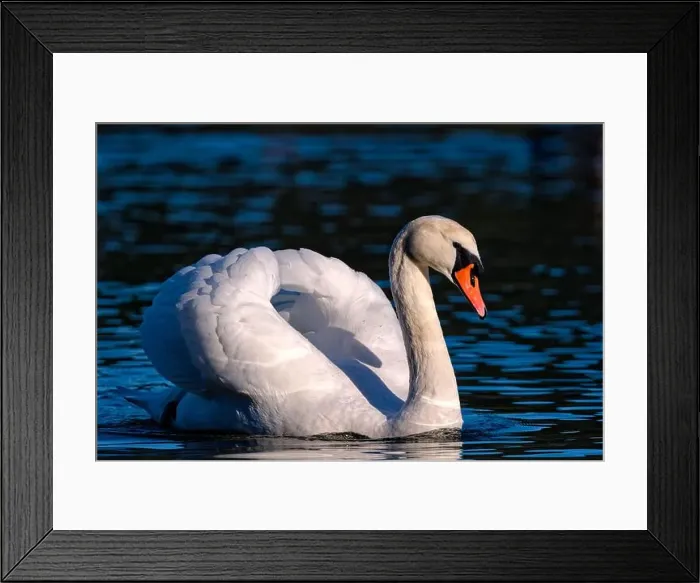 Framed Print : A close-up of an adult mute swan close up, Salt Spring Island, BC Canada