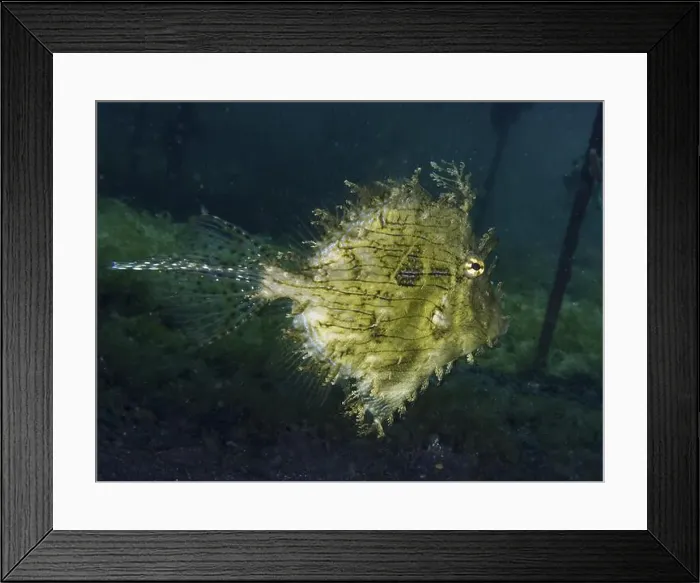 Framed Print : A jewellery filefish (Chaetodermis penicilligerus) Framed Print : A jewellery filefish (Chaetodermis penicilligerus)
