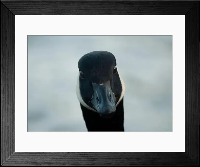 Framed Print : A Canada Goose looking at the camera Framed Print : A Canada Goose looking at the camera