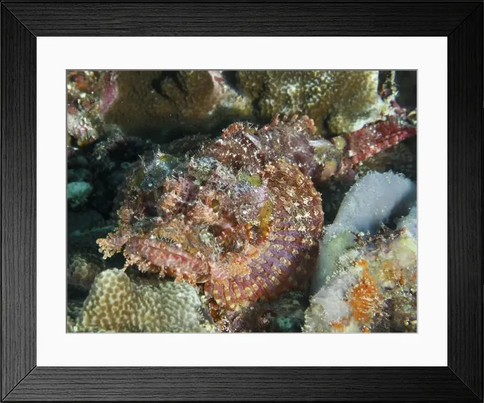 Framed Print : A perfectly camouflaged Papuan scorpionfish (Scorpaenopsis papuensis) among textured corals underwater Framed Print : A perfectly camouflaged Papuan scorpionfish (Scorpaenopsis papuensis) among textured corals underwater