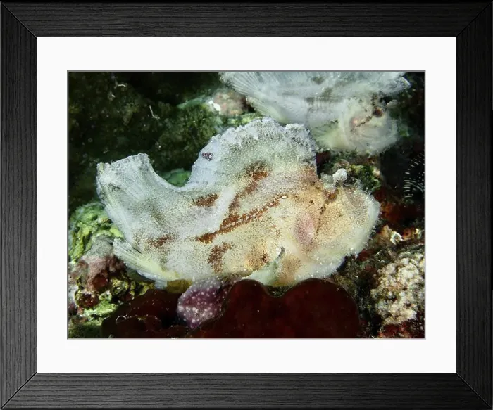 Framed Print : A white rocking fish (Taenianotus triacanthus) Framed Print : A white rocking fish (Taenianotus triacanthus)