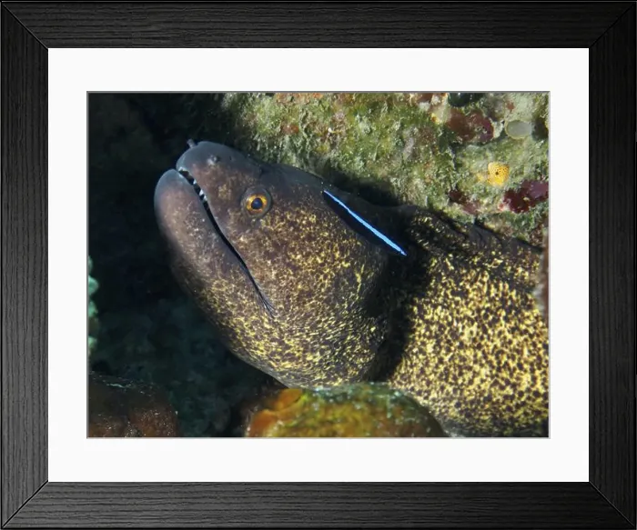 Framed Print : Close-up of a sooty moray eel (Gymnothorax flavimarginatus) with visible teeth Framed Print : Close-up of a sooty moray eel (Gymnothorax flavimarginatus) with visible teeth