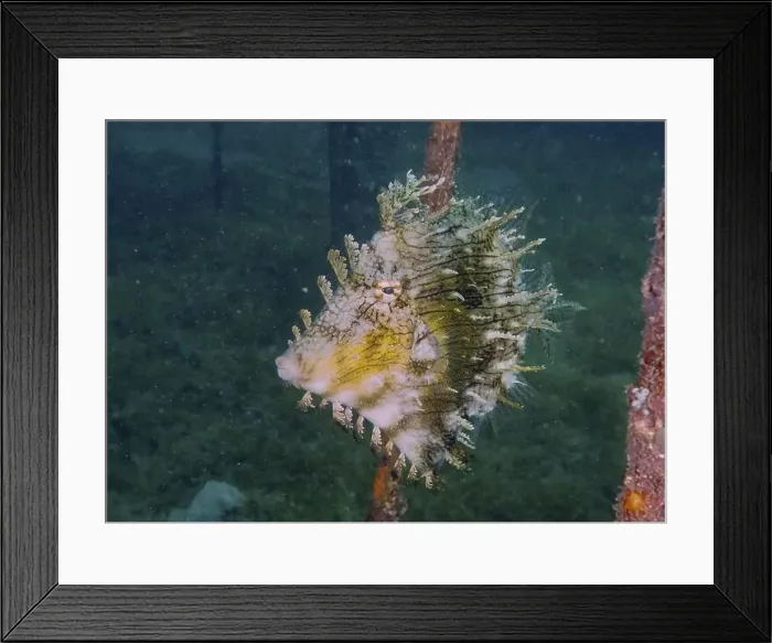 Framed Print : A jewellery filefish (Chaetodermis penicilligerus)