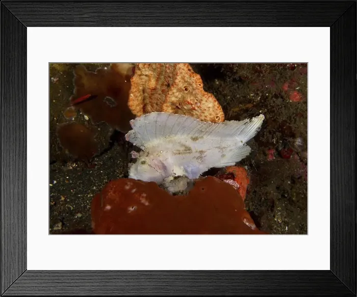 Framed Print : A white rocking fish (Taenianotus triacanthus) among colourful sea sponges Framed Print : A white rocking fish (Taenianotus triacanthus) among colourful sea sponges
