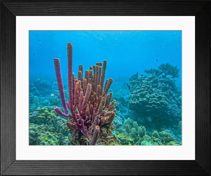 Framed Print : Caribbean coral reef off the coast underwater in Bonaire Framed Print : Caribbean coral reef off the coast underwater in Bonaire