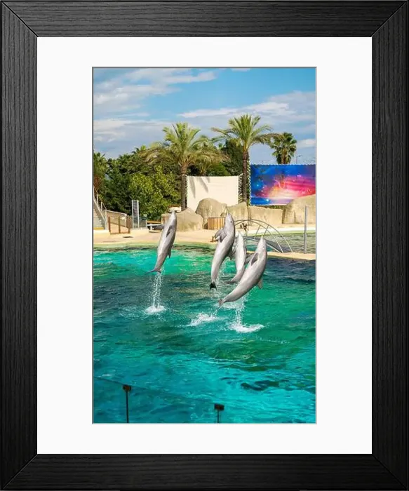 Framed Print : Antibes, France - 18.09.2024: Dolphin show at Marineland Framed Print : Antibes, France - 18.09.2024: Dolphin show at Marineland