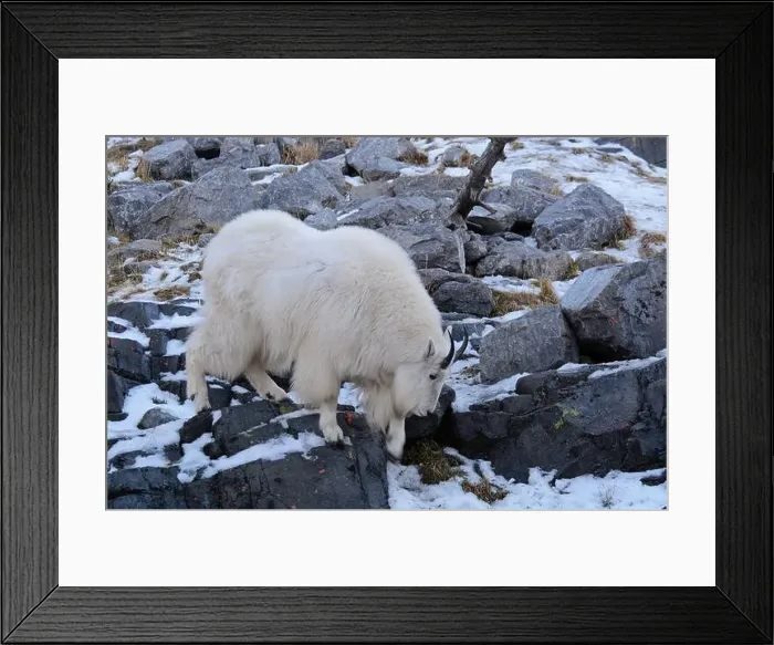 Framed Print : Mountain Goat - Oreamnos americanus Framed Print : Mountain Goat - Oreamnos americanus