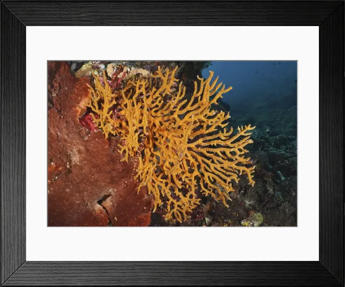 Framed Print : Vibrant orange coral on the seabed Framed Print : Vibrant orange coral on the seabed