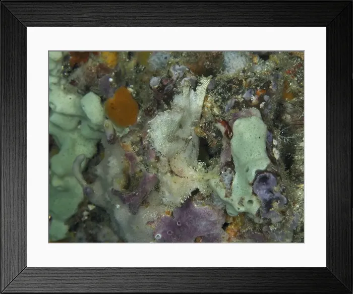Framed Print : A bright rocking fish (Taenianotus triacanthus) camouflaged between colourful sea sponges Framed Print : A bright rocking fish (Taenianotus triacanthus) camouflaged between colourful sea sponges