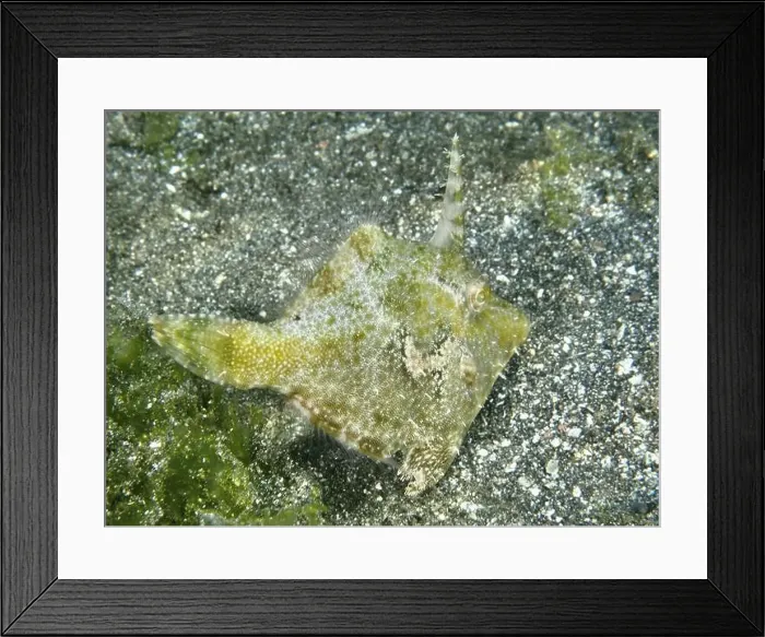 Framed Print : A small seagrass filefish (Acreichthys tomentosus) with a horn-like appendage on a sandy bottom Framed Print : A small seagrass filefish (Acreichthys tomentosus) with a horn-like appendage on a sandy bottom