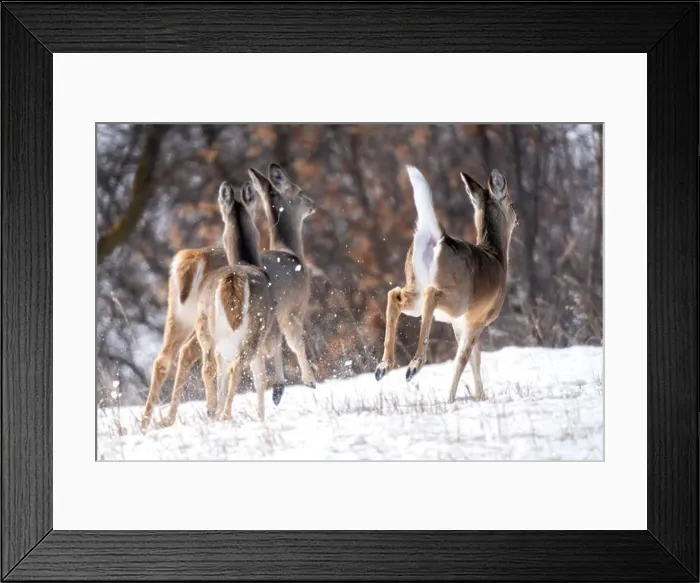 Framed Print : Prairie Deer Saskatchewan Canada rural countryside scenic Framed Print : Prairie Deer Saskatchewan Canada rural countryside scenic