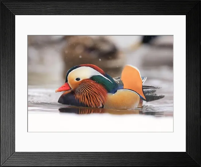 Framed Print : Mandarin duck portrait in winter, Quebec, Canada Framed Print : Mandarin duck portrait in winter, Quebec, Canada