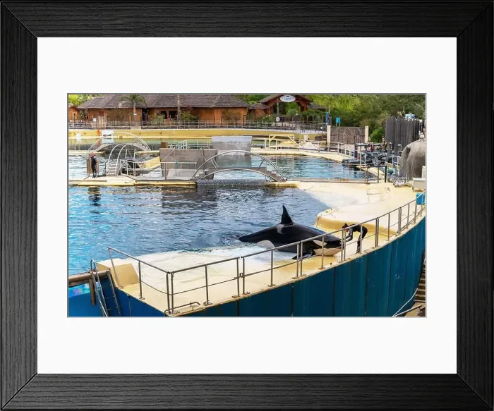 Framed Print : Antibes, France - 18.09.2024: Orca show at MarineLand