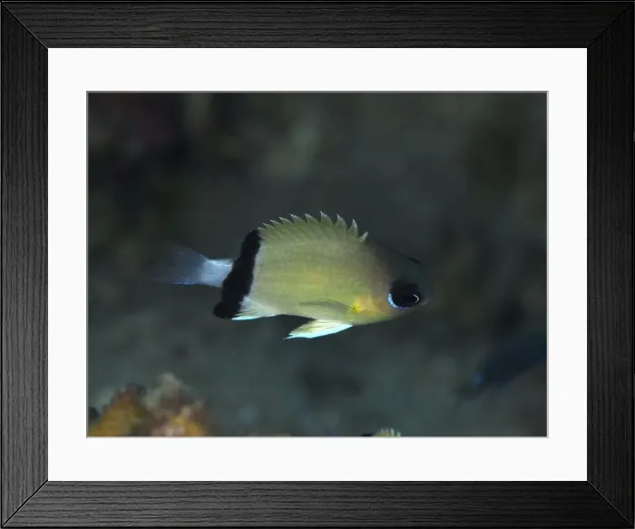 Framed Print : A blackband damselfish (Pycnochromis retrofasciatus) Framed Print : A blackband damselfish (Pycnochromis retrofasciatus)