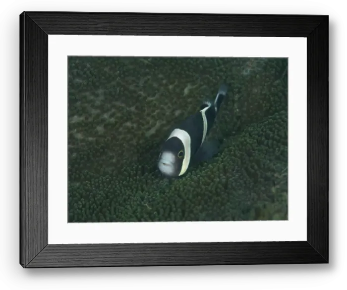 Framed Print : A black and white saddle spot anemonefish (Amphiprion polymnus) hiding in a dark green sea anemone Framed Print : A black and white saddle spot anemonefish (Amphiprion polymnus) hiding in a dark green sea anemone