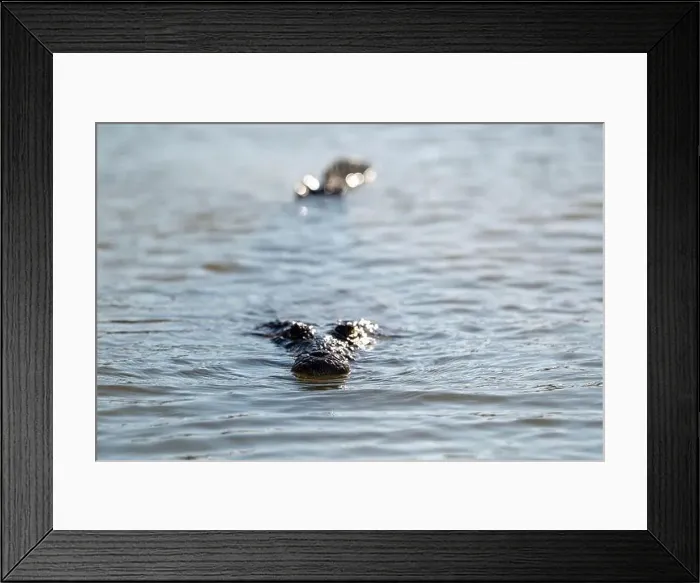Framed Print : A lone crocodile glides through the green waters of the Yucatan Peninsula