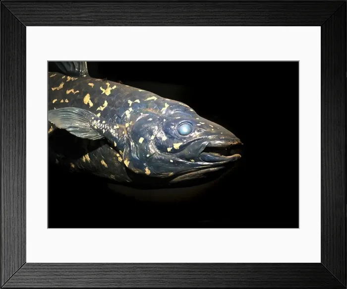 Framed Print : latimeria fish isolated on the black background Framed Print : latimeria fish isolated on the black background