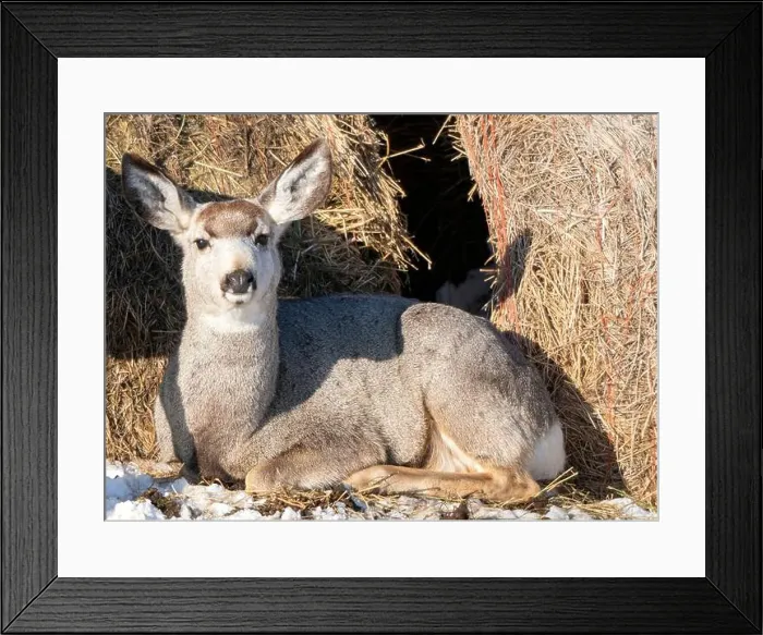 Framed Print : Prairie Deer Saskatchewan Canada rural countryside scenic