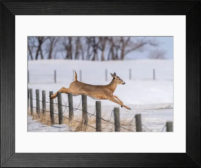 Framed Print : Prairie Deer Saskatchewan Canada rural countryside scenic Framed Print : Prairie Deer Saskatchewan Canada rural countryside scenic