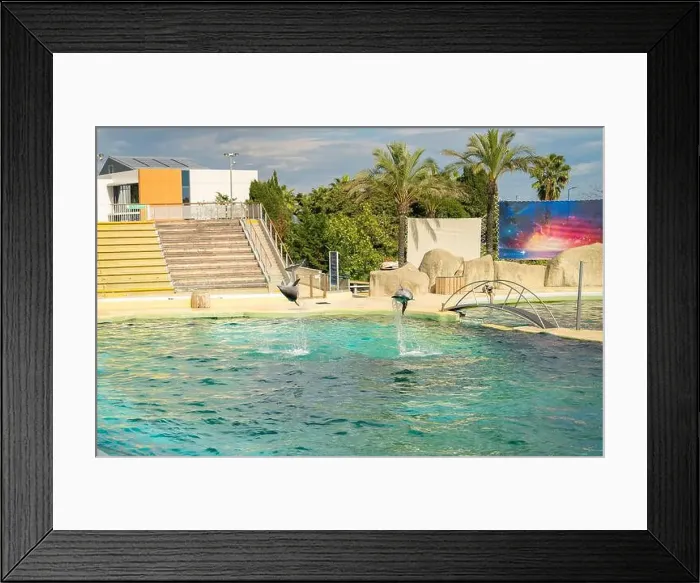 Framed Print : Antibes, France - 18.09.2024: Dolphin show at Marineland Framed Print : Antibes, France - 18.09.2024: Dolphin show at Marineland