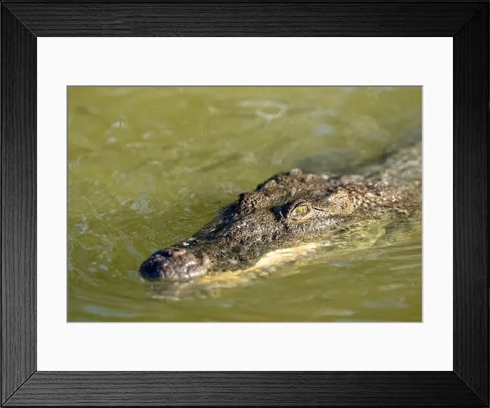 Framed Print : A lone crocodile glides through the green waters of the Yucatan Peninsula