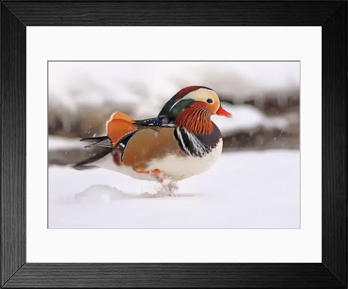 Framed Print : Mandarin duck portrait in winter, Quebec, Canada Framed Print : Mandarin duck portrait in winter, Quebec, Canada