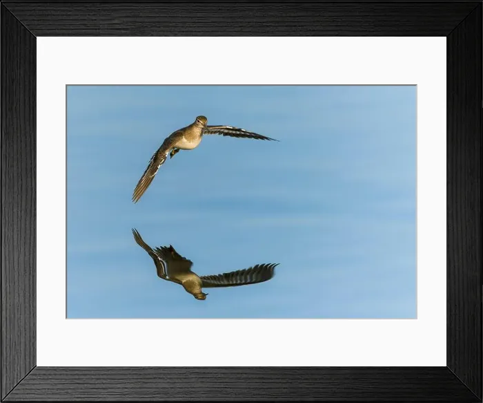 Framed Print : Sanderling Sandpiper in flight dips wingtip in water Framed Print : Sanderling Sandpiper in flight dips wingtip in water