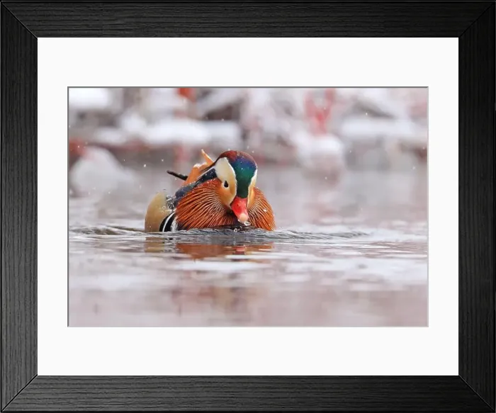 Framed Print : Mandarin duck portrait in winter, Quebec, Canada