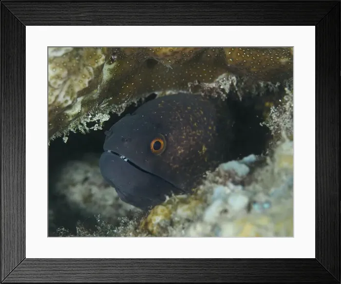 Framed Print : Sooty moray eel (Gymnothorax flavimarginatus) in its cave with a piercing gaze Framed Print : Sooty moray eel (Gymnothorax flavimarginatus) in its cave with a piercing gaze