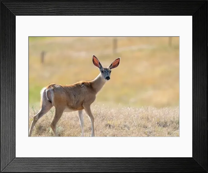 Framed Print : Prairie Deer Saskatchewan Canada rural countryside scenic Framed Print : Prairie Deer Saskatchewan Canada rural countryside scenic