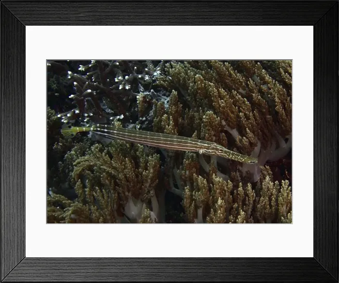 Framed Print : Long, striped Chinese trumpetfish (Aulostomus chinensis) Framed Print : Long, striped Chinese trumpetfish (Aulostomus chinensis)