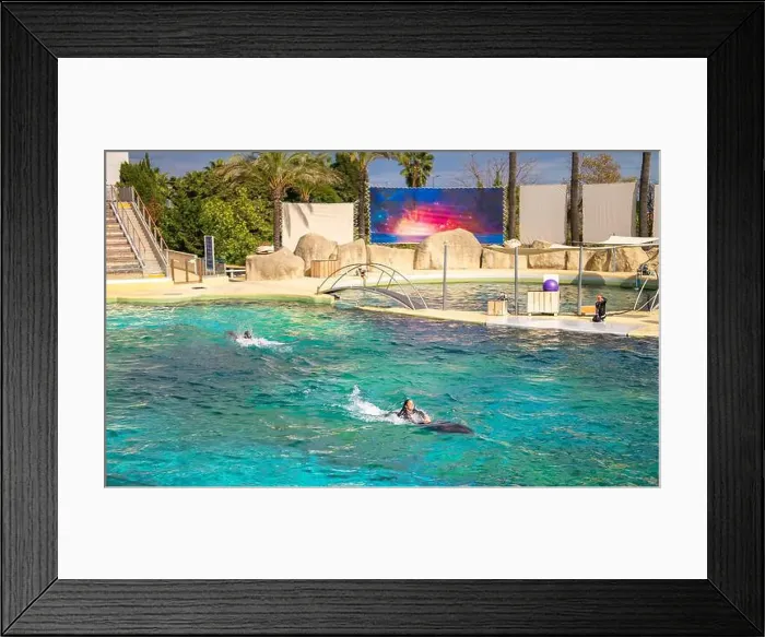Framed Print : Antibes, France - 18.09.2024: Dolphin show at Marineland Framed Print : Antibes, France - 18.09.2024: Dolphin show at Marineland