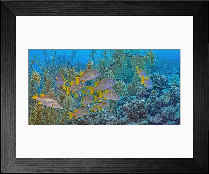 Framed Print : Caribbean coral reef off the coast underwater in Bonaire Framed Print : Caribbean coral reef off the coast underwater in Bonaire