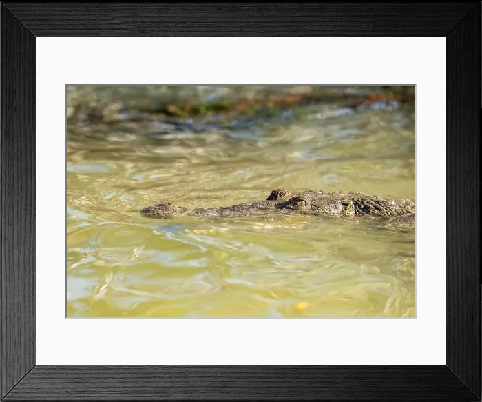 Framed Print : A lone crocodile glides through the green waters of the Yucatan Peninsula Framed Print : A lone crocodile glides through the green waters of the Yucatan Peninsula